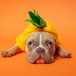 Farmacia veterinaria - Alimentos - Accesorios - Medicamentos veterinarios Productos veterinarios  | Envios a toda Guatemala