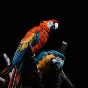 Farmacia veterinaria - Alimentos - Accesorios - Medicamentos veterinarios Productos veterinarios  | Envios a toda Guatemala