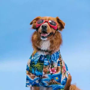 Farmacia veterinaria - Alimentos - Accesorios - Medicamentos veterinarios Productos veterinarios  | Envios a toda Guatemala