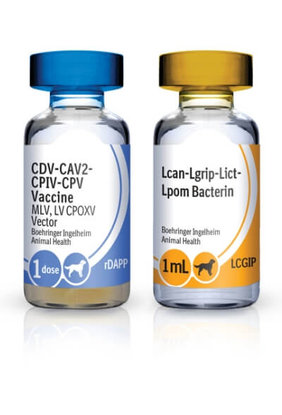 RECOMBITEK C8 Productos veterinarios Medicamentos Veterinarios | Envios a toda Guatemala