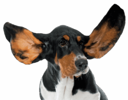 Osurnia Gel Ótico de Larga Duración (20 Tubos x 1.2g)  Otitis Externa – Dechra Productos veterinarios Dechra | Envios a toda Guatemala