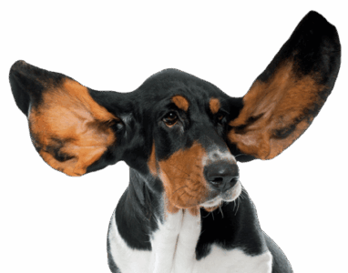 Osurnia Gel Ótico de Larga Duración (20 Tubos x 1.2g)  Otitis Externa – Dechra Productos veterinarios Dechra | Envios a toda Guatemala