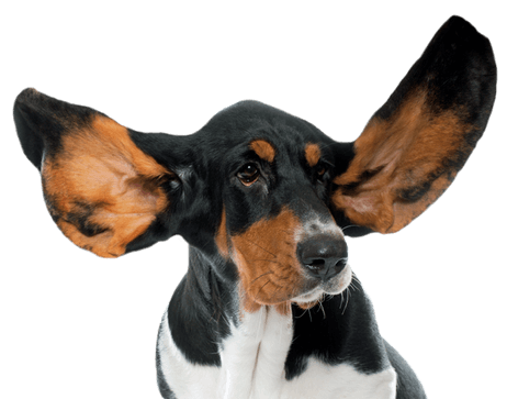 Osurnia Gel Ótico de Larga Duración (20 Tubos x 1.2g)  Otitis Externa – Dechra Productos veterinarios Dechra | Envios a toda Guatemala