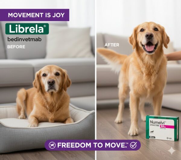 Librela 30 mg – Bedinvetmab – Inyección para el dolor articular en perros – Zoetis – Caja con 2 viales Productos veterinarios Librela | Envios a toda Guatemala