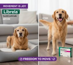 Librela 5 mg – Bedinvetmab – Inyección para el dolor articular en perros – Zoetis – Caja con 2 viales Productos veterinarios Librela | Envios a toda Guatemala