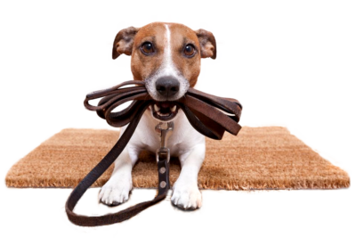 Apoquel 16 mg 20 Tabletas para Perros | Alivio Rápido de Picazón y Dermatitis Alérgica Productos veterinarios Zoetis | Envios a toda Guatemala