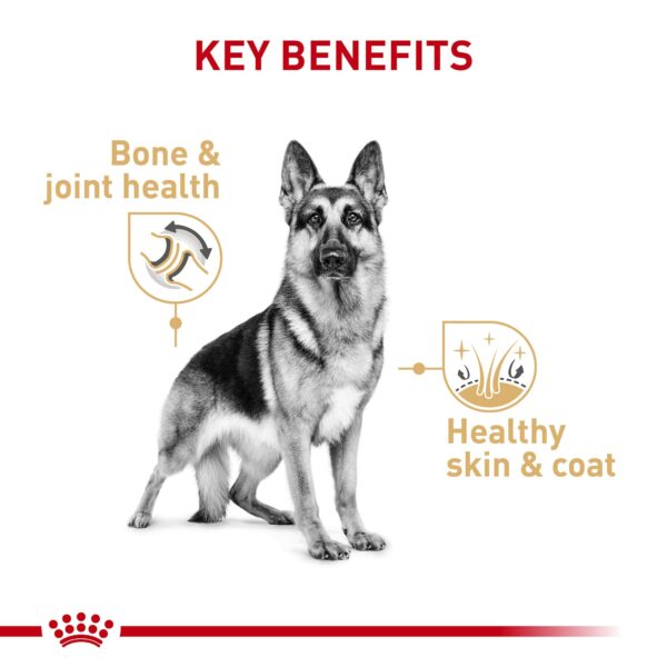 BHN GERMAN SHEPHERD 11K Concentrado para perros Royal Canin Productos veterinarios Royal Canin | Envios a toda Guatemala
