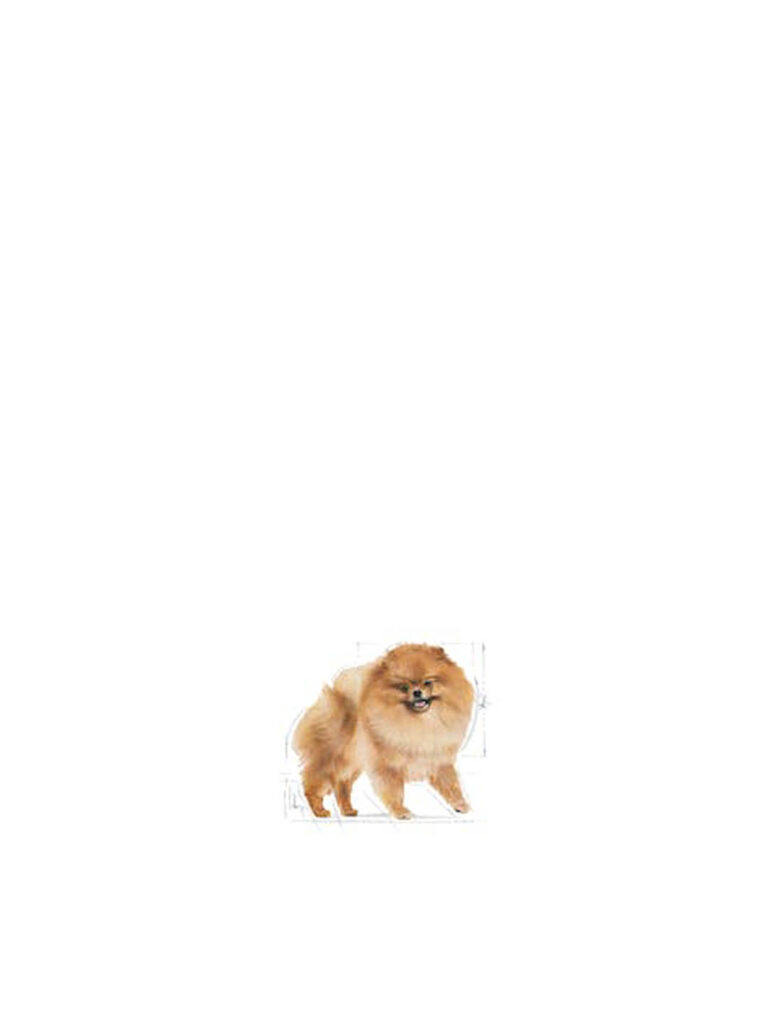 BHN POMERANIAN 500G Concentrado para perros Royal Canin Productos veterinarios Royal Canin | Envios a toda Guatemala