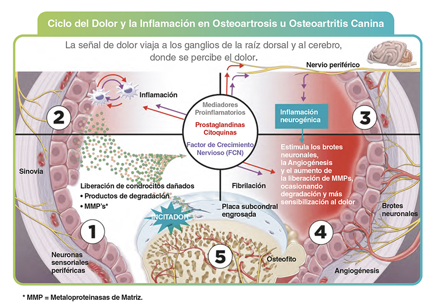Librela 20 mg – Bedinvetmab – Inyección para el dolor articular en perros – Zoetis – Caja con 2 viales Productos veterinarios Librela | Envios a toda Guatemala