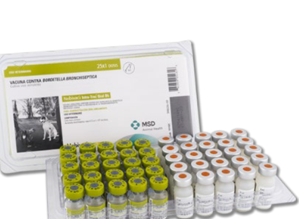 Intra - Trac Oral BB - BORDETELLA BRONCHISEPTICA - Vacuna Productos veterinarios Intervet MSD | Envios a toda Guatemala
