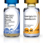 RECOMBITEK C8 Productos veterinarios Boehringer | Envios a toda Guatemala