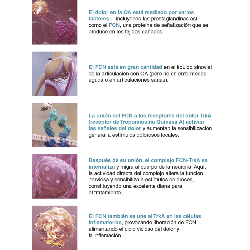 Solensia 7 mg | 2 Viales (Zoetis) | Tratamiento del Dolor por Osteoartritis en Gatos Productos veterinarios Zoetis | Envios a toda Guatemala