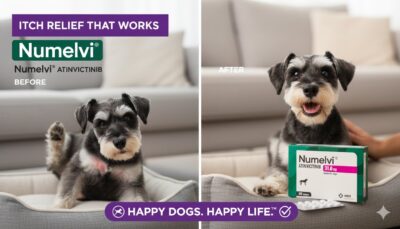 Numelvi 31.6 mg 30 tabletas Control del prurito e inflamacion por alergias en perros  Farmacia.pet Productos veterinarios MSD | Envios a toda Guatemala