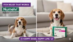 Numelvi 4.8 mg 30 tabletas Tratamiento del prurito y la inflamación en perros Productos veterinarios MSD | Envios a toda Guatemala