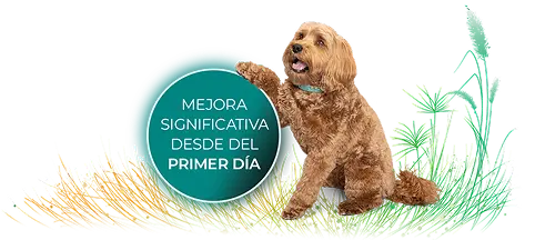 Numelvi 4.8 mg 30 tabletas Tratamiento del prurito y la inflamación en perros Productos veterinarios MSD | Envios a toda Guatemala