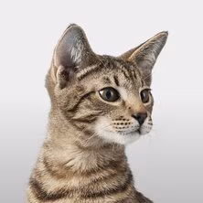 Farmacia veterinaria - Alimentos - Accesorios - Medicamentos veterinarios Productos veterinarios  | Envios a toda Guatemala