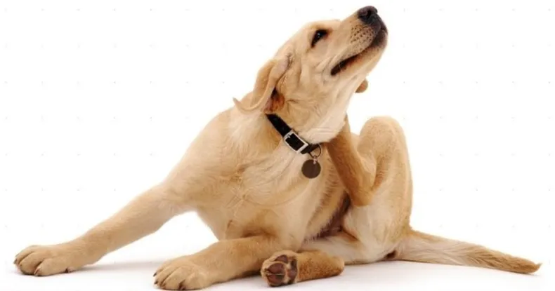 Mecanismo de acción selectivo JAK-1 de Numelvi para dermatitis canina