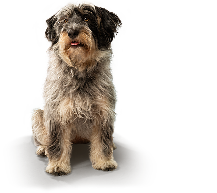 Perro sano y libre de picazon gracias a Numelvi Guatemala