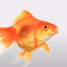 Farmacia veterinaria - Alimentos - Accesorios - Medicamentos veterinarios Productos veterinarios  | Envios a toda Guatemala