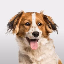 Farmacia veterinaria - Alimentos - Accesorios - Medicamentos veterinarios Productos veterinarios  | Envios a toda Guatemala