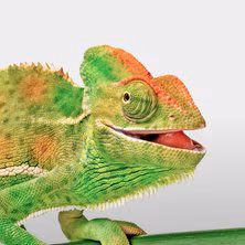 Farmacia veterinaria - Alimentos - Accesorios - Medicamentos veterinarios Productos veterinarios  | Envios a toda Guatemala