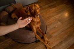 LEIDOFS 100 MG 90 TABLETAS Gabapentina Analgesivo y anticonvulsivo Productos veterinarios AlphaChem | Envios a toda Guatemala