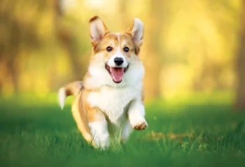 Oncovet TL  Trilostano 30 comprimidos Tratamiento para el síndrome de cushing y Alopecia Productos veterinarios Chemovet | Envios a toda Guatemala