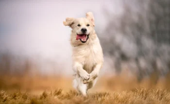 Oncovet TL  Trilostano 30 comprimidos Tratamiento para el síndrome de cushing y Alopecia Productos veterinarios Chemovet | Envios a toda Guatemala