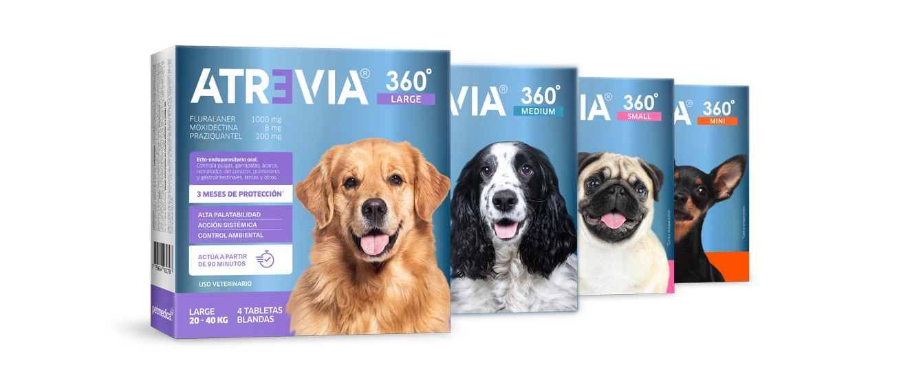 Atrevia 360 Guatemala Antiparasitario para Perros | Precio, Beneficios y Compra Online | Farmacia.PET Atrevia 360 Guatemala Antiparasitario para Perros | Precio, Beneficios y Compra Online Productos veterinarios | Envios a toda Guatemala