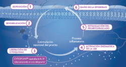 Cytopoint 10 mg 2 viales tratamiento de dermatitis alérgicas en perros Lokivetmab Productos veterinarios  | Envios a toda Guatemala