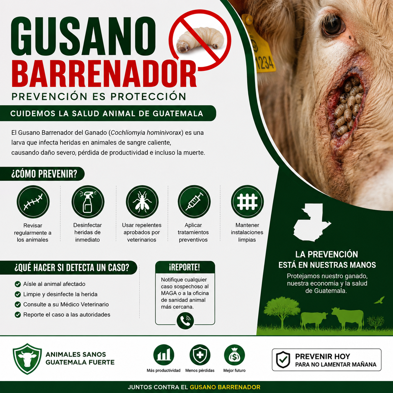 Gusano Barrenador en Guatemala: Cómo Proteger a Perros y Gatos Productos veterinarios Noticias veterinarias | Envios a toda Guatemala