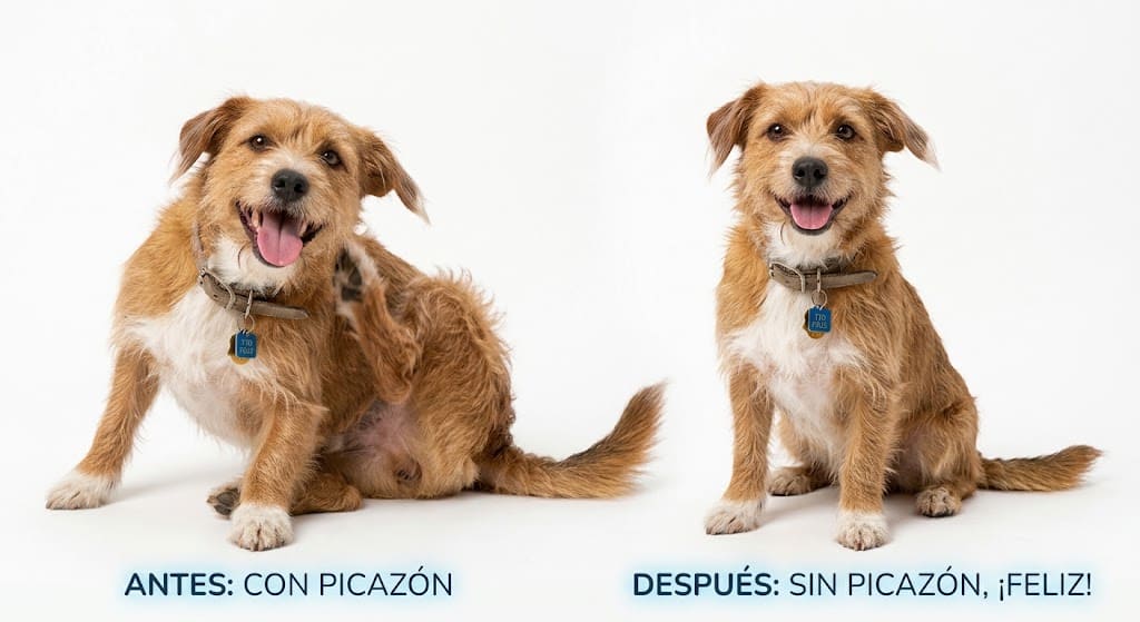 https://farmacia.pet/wp-content/uploads/2026/08/watermarked-img-3362649536446440951-1.jpg