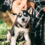 Productos veterinarios  | Envios a toda Guatemala