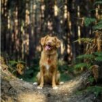 Productos veterinarios  | Envios a toda Guatemala