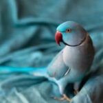 Productos veterinarios  | Envios a toda Guatemala