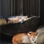Productos veterinarios  | Envios a toda Guatemala