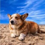 Productos veterinarios  | Envios a toda Guatemala