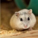Productos veterinarios  | Envios a toda Guatemala